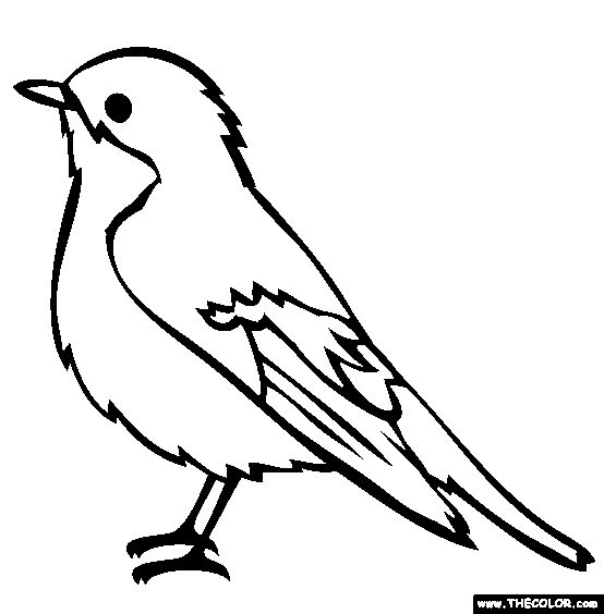 554x564 Robin Drawing Branch Drawing For Free Download