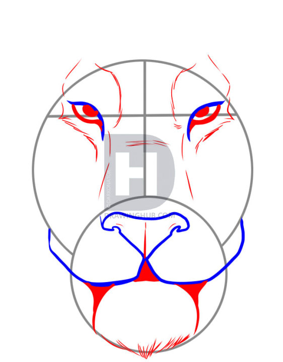 562x720 How To Draw A Tiger Face, Step