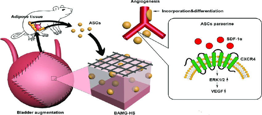 850x375 Brief Schematic Drawing Of The Design Of This Study Download