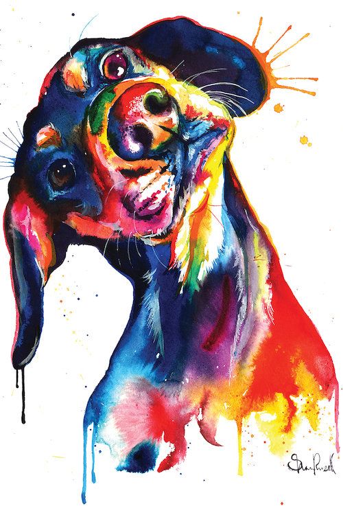 500x750 Daschund
