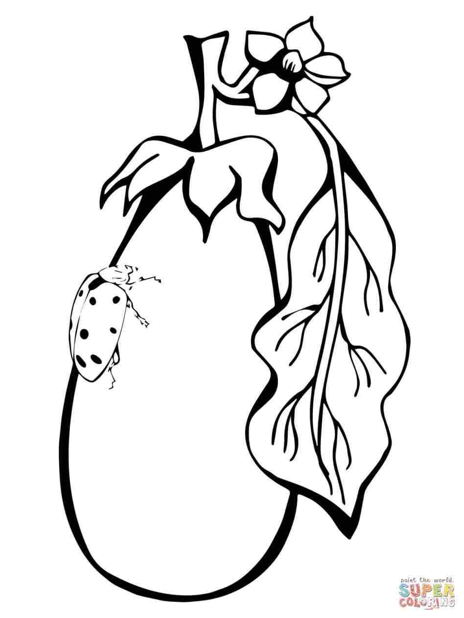 948x1264 Brinjal Drawings