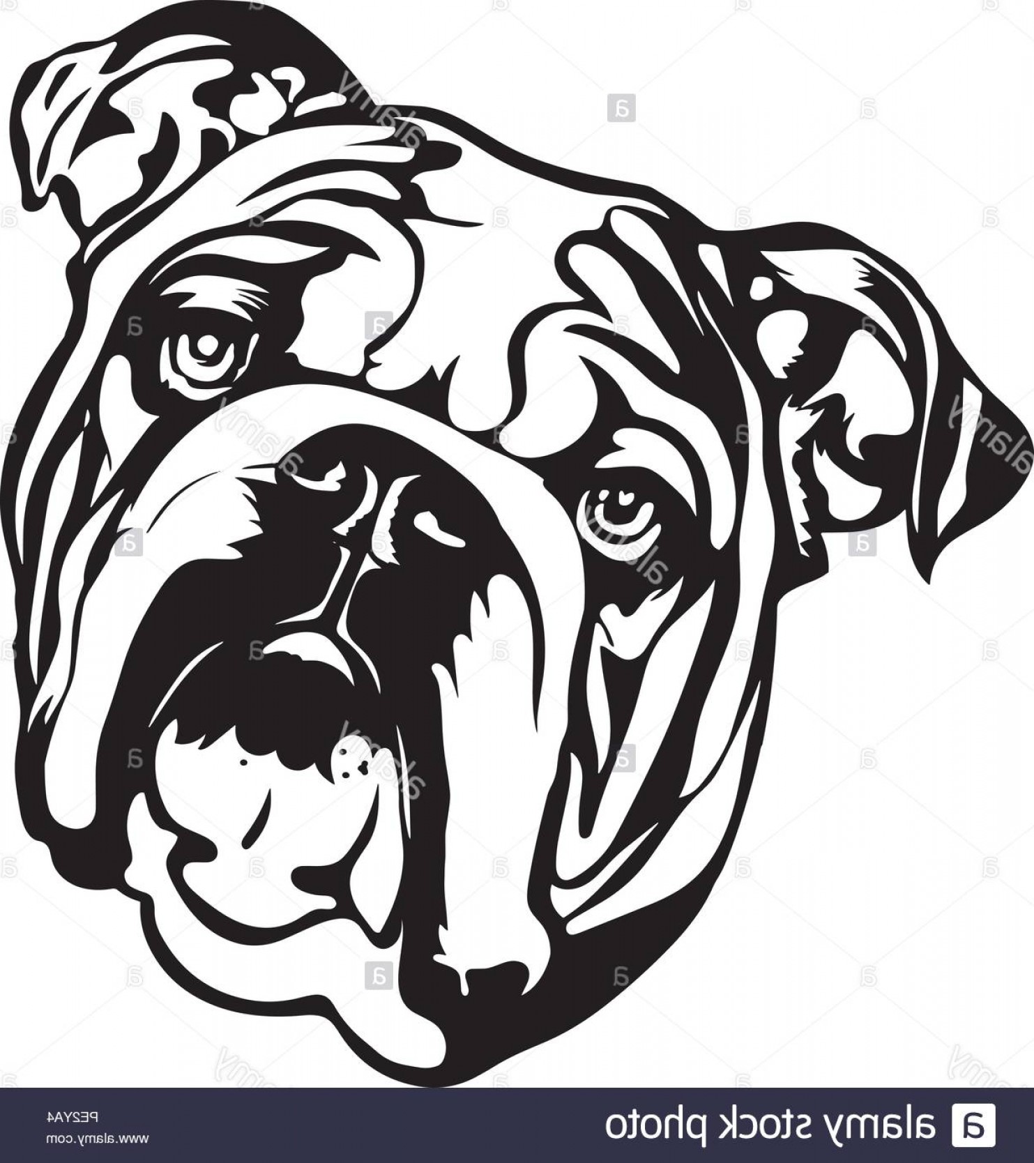 1483x1668 English Bulldog Breed Pet Puppy Isolated Head Face Image Soidergi