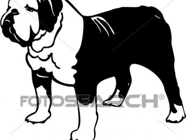 640x480 English Bulldog Clipart