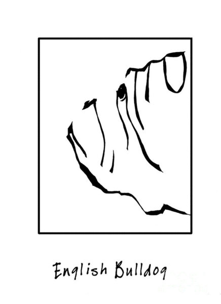 436x600 English Bulldog Drawings Fine Art America