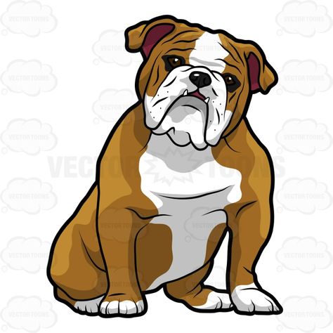 474x474 English Bulldog Sitting