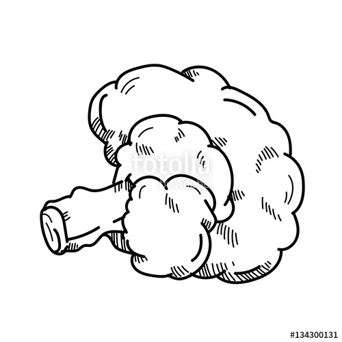 500x500 Freehand Drawing Illustration Broccoli Stock Photo And Royalty