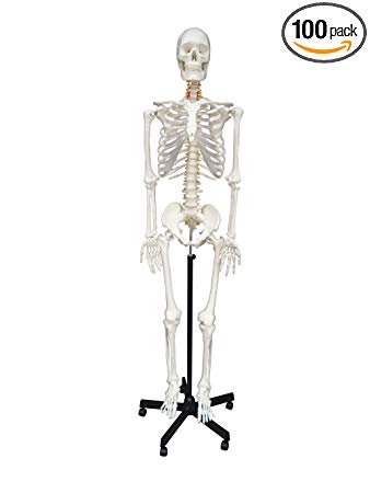 338x450 Wellden Medical Anatomical Human Skeleton Model