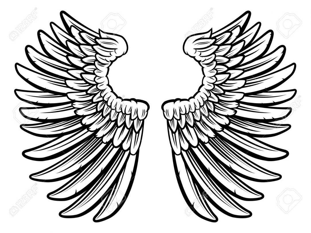 1084x814 Bird With Open Drawing Broken Line Wing Reference Spread Without