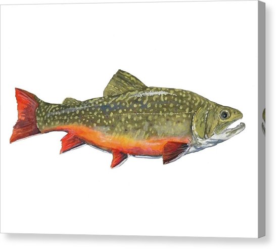 546x492 Brook Trout Canvas Prints