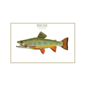 300x300 Brook Trout Drawing