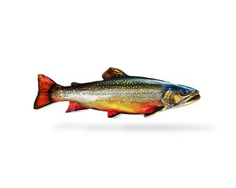 340x270 Brook Trout Drawing Etsy