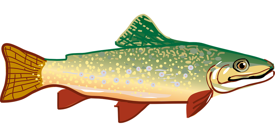 960x480 Collection Of Free Trout Drawing Tiger Download On Ui Ex