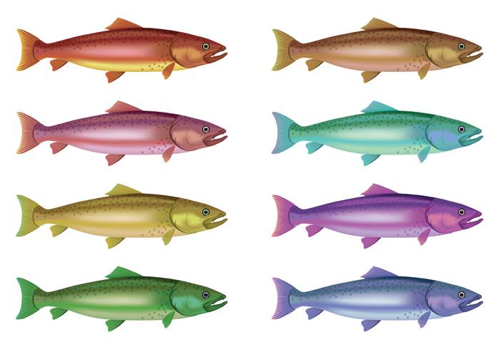 700x490 Vector Of Rainbow Trout