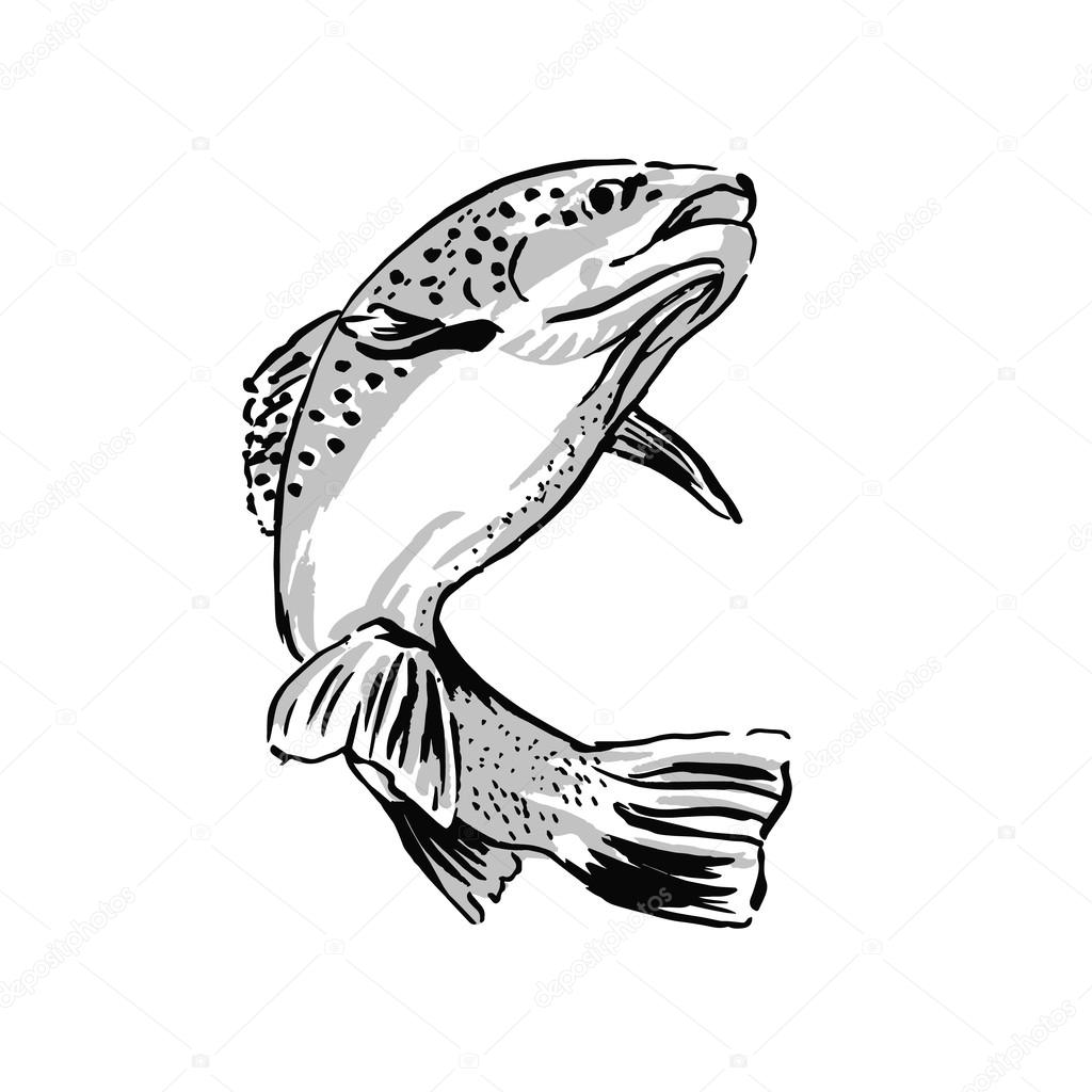 1024x1024 Trout Drawing Nature For Free Download