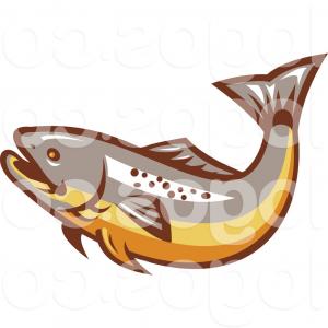 300x300 Best Trout Fish Illustration Vector Drawing Soidergi