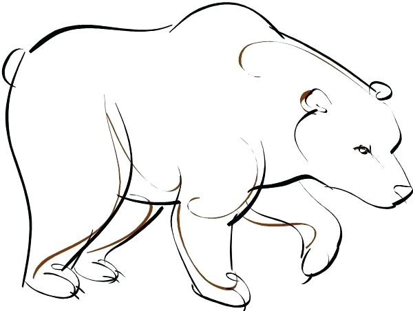 600x452 How To Draw A Brown Bear Outingkin Club