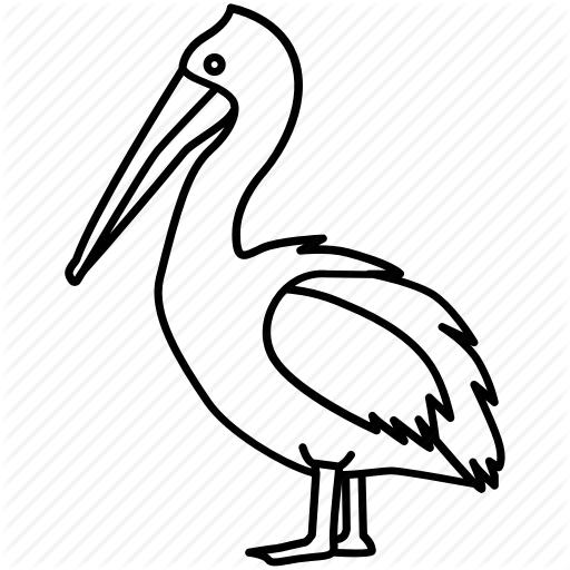 512x512 Collection Of Free Pelican Drawing Outline Download On Ui Ex
