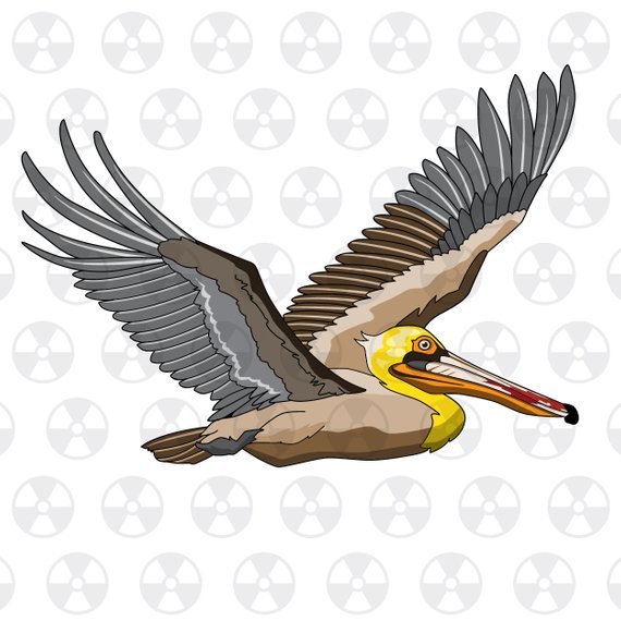 570x570 Louisiana Wildlife Vector Clipart, Louisiana Brown Pelican