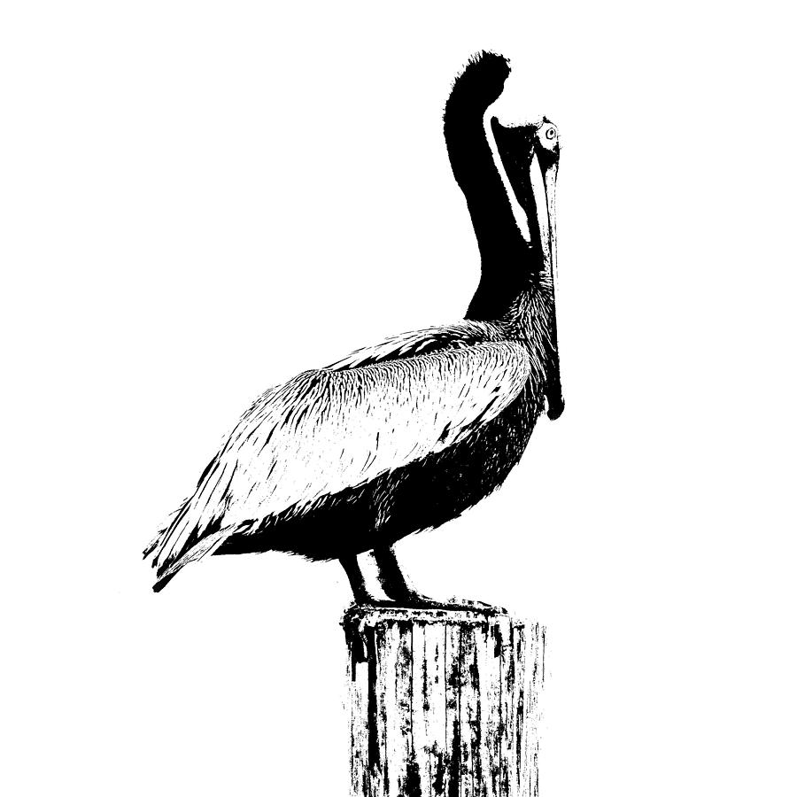 900x900 Pelican Standing On A Post
