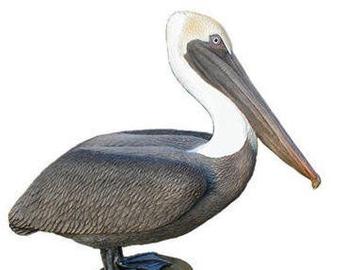 340x270 Pelican Statue Etsy
