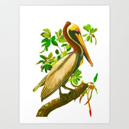 264x264 Species Drawing Art Prints