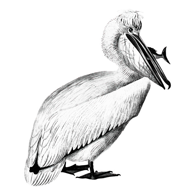 626x626 Vintage Illustrations Of Pelican Vector Free Download