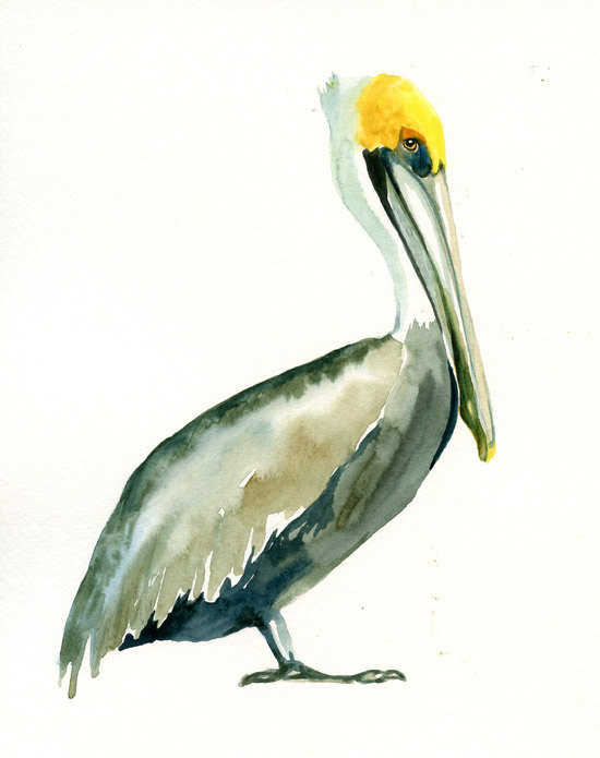 550x695 Brown Pelican Print Art Print Bird Watercolor Print Giclee