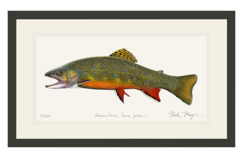 479x311 Favorite Gamefish Tagged Gamefish Nick Mayer Art