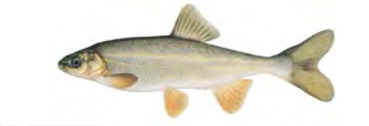 411x141 fish identification idaho fish and game