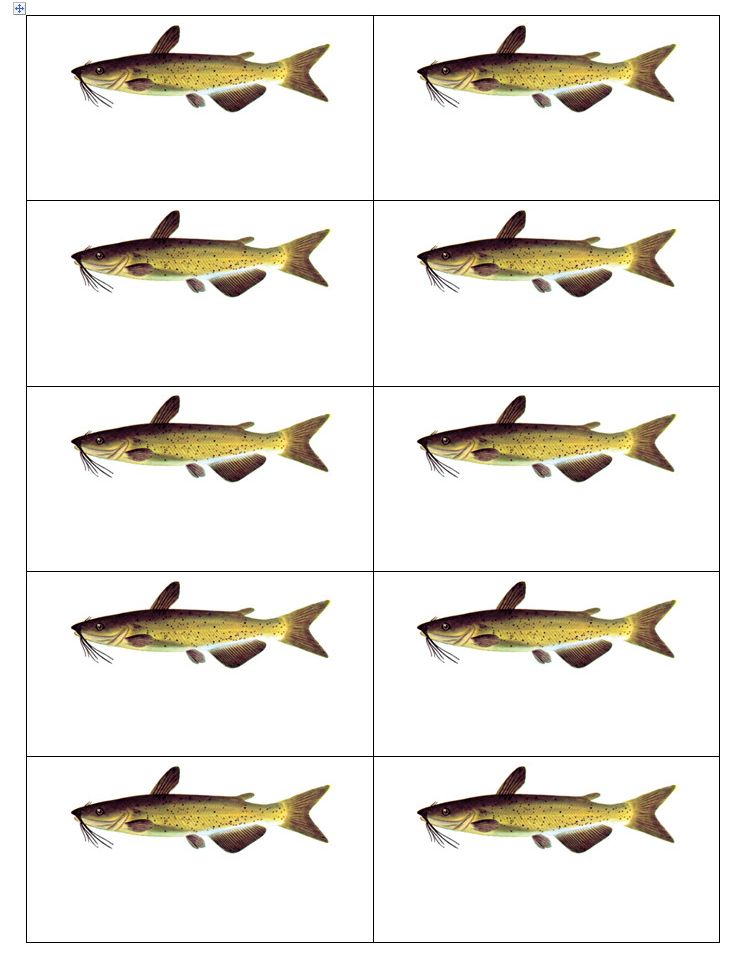 733x980 Kids' Fish Art Contest Classroom Activities Ontario Ca