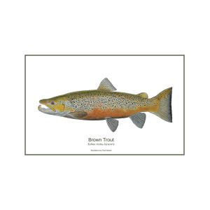 300x300 Male Brown Trout Painting