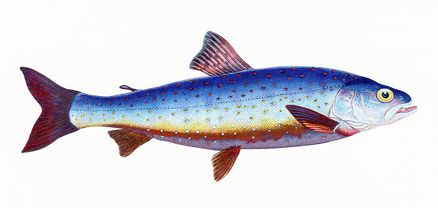 900x427 Salvelian Charr Drawing