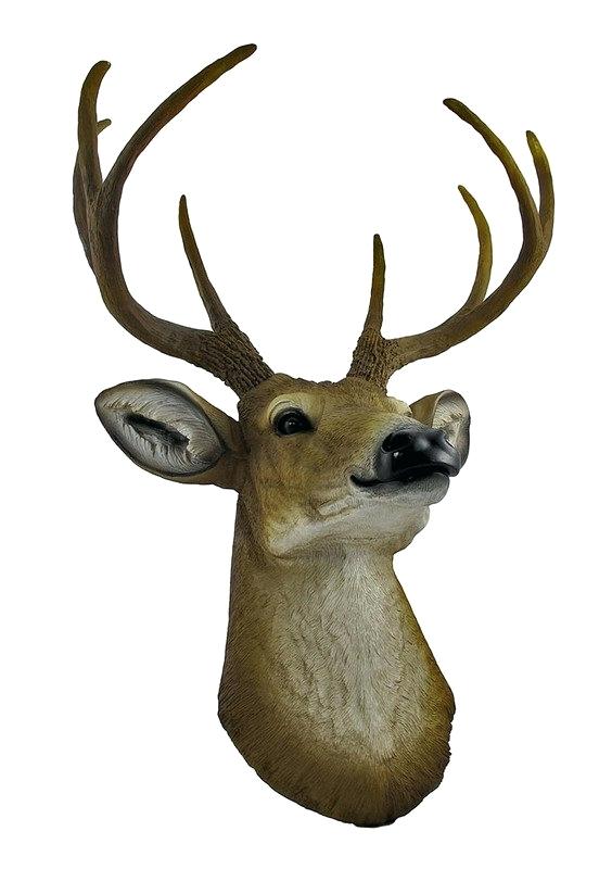 564x800 Buck Deer Drawing Fine Art Print Head Point Bust Wall Hanging