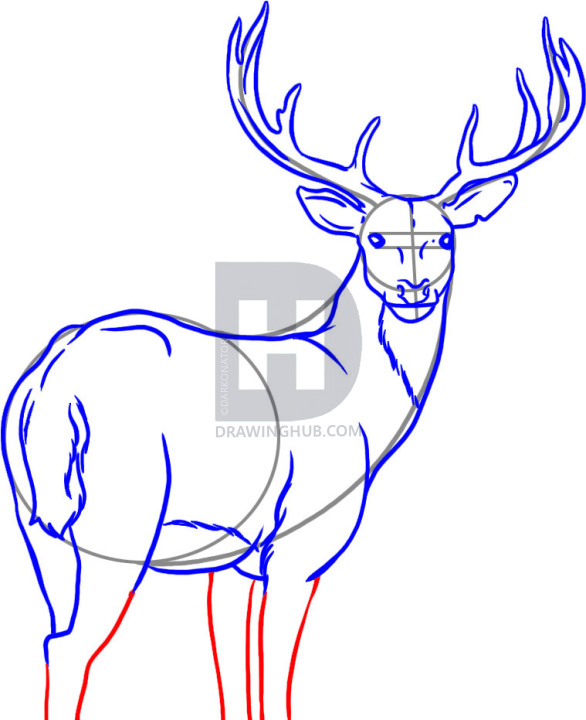 586x720 How To Draw A Deer, Step