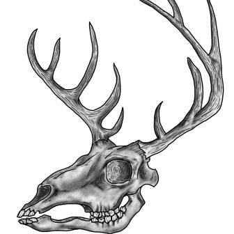 336x336 Starbuck Coffee Drawing Megabuck Whitetail Buck Curtains Lyrics