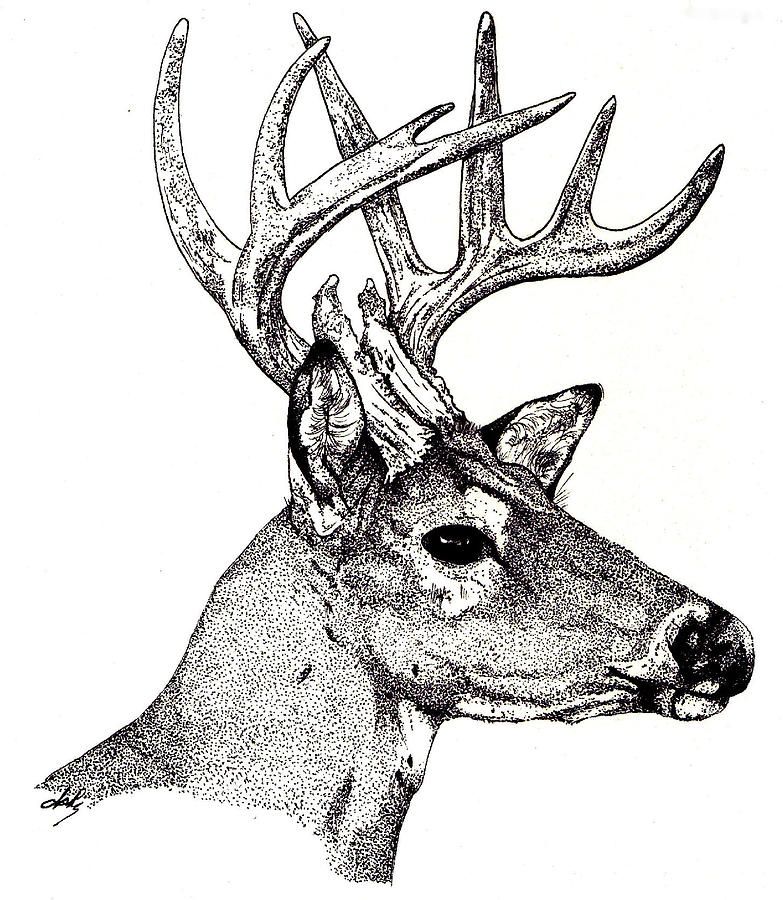 783x900 Ten Point Buck Drawing