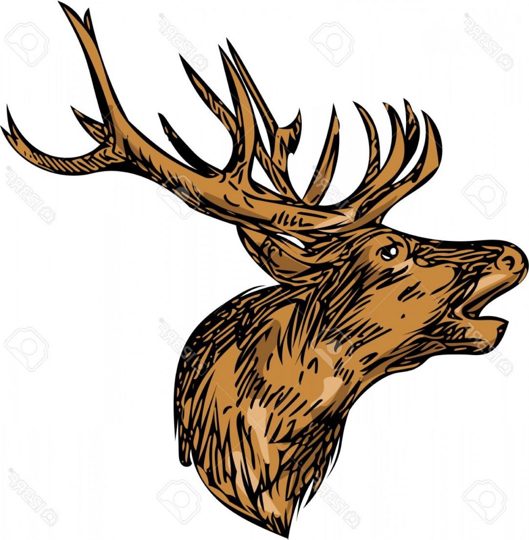 1084x1107 Superlative Buck Drawing Big Outline Buckbeak Carmi Chaelinn