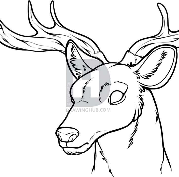 725x720 How To Draw A Deer Head, Step