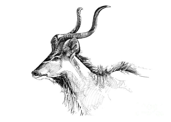 600x429 Black Buck Drawings Fine Art America