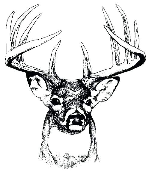 497x570 Deer Head Art Deer Head Clip Art Black And White House Luxury Mode