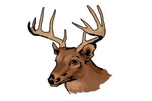 300x200 How To Draw A Deer Head