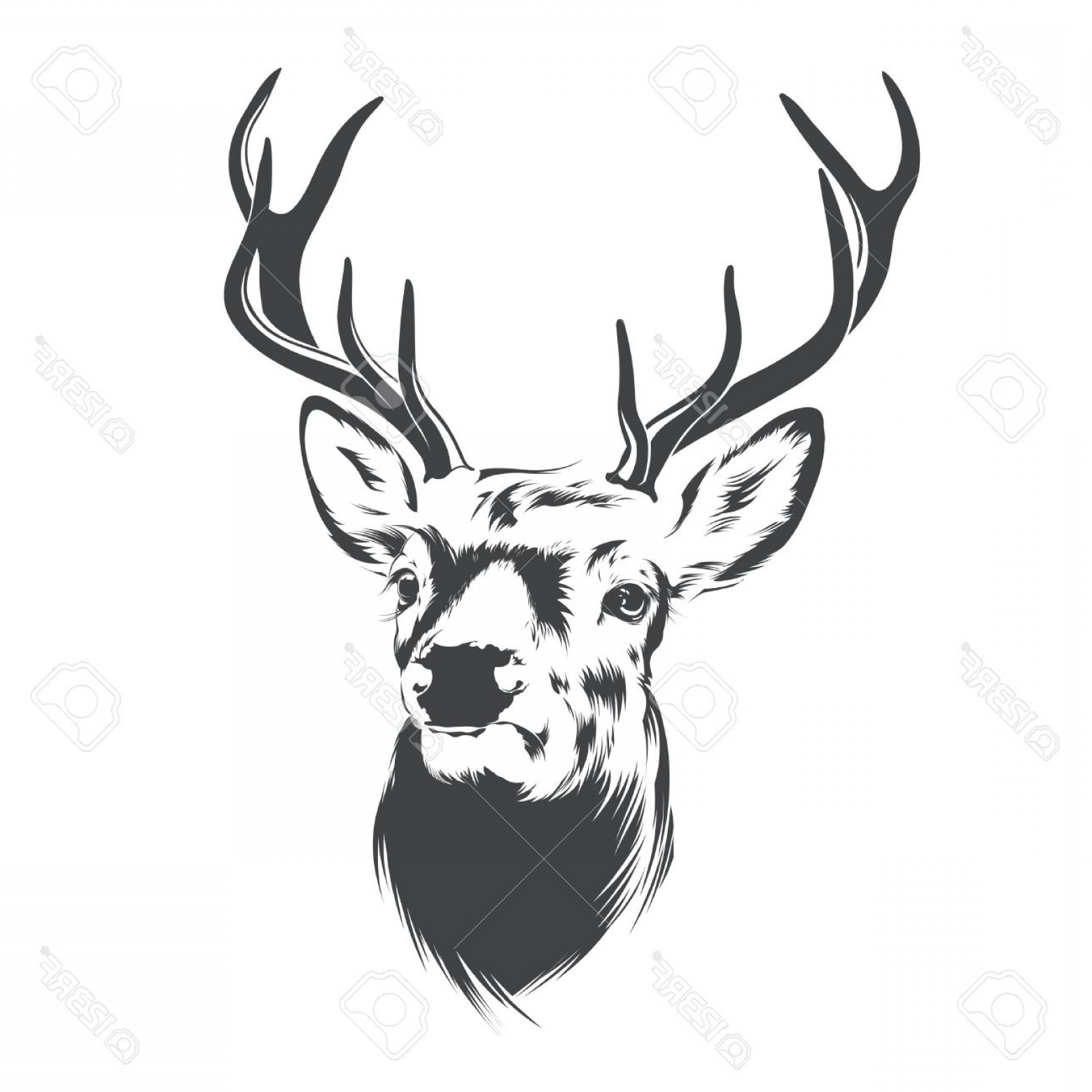 1560x1560 Photostock Vector Deer Head On White Background Lazttweet