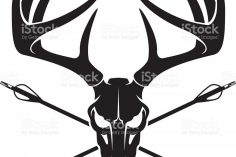 236x157 Buck Head Drawing Step