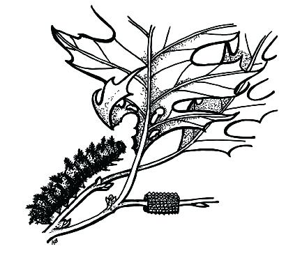 420x383 Caterpillar Line Drawing Drawing A Cartoon Caterpillar How To Draw