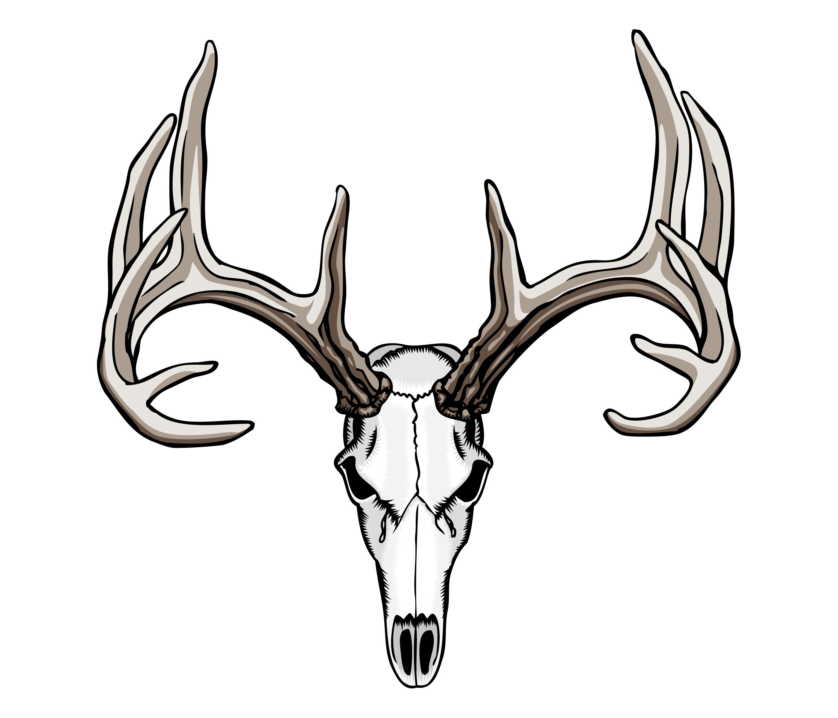 2800x2400 Whitetail Deer Skull Tattoos Art Nouveau Deer Skull Drawing