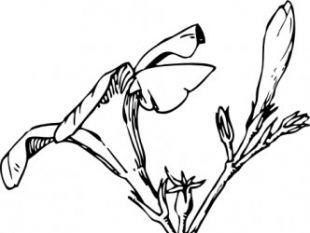 310x233 Flowers Buds Free Vector Free Vectors Ui Download