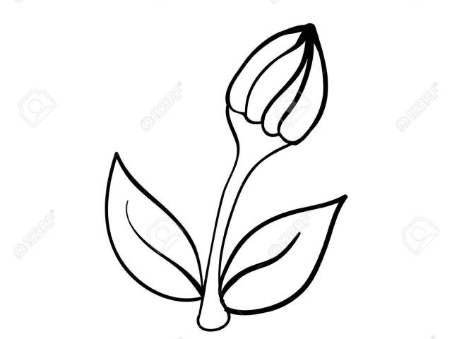 640x480 Free Drawn Bud, Download Free Clip Art
