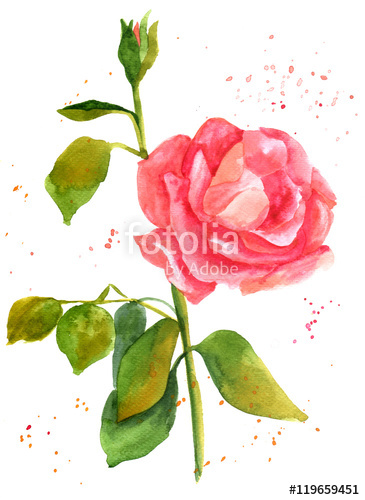 365x500 Freehand Watercolor Drawing Of Blooming Red Rose With New Bud