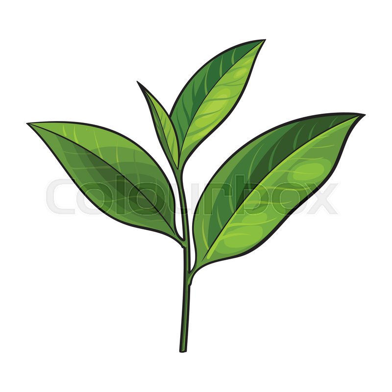 800x800 Hand Drawn Fresh Green Tea Leaf, Bud, Stock Vector Colourbox