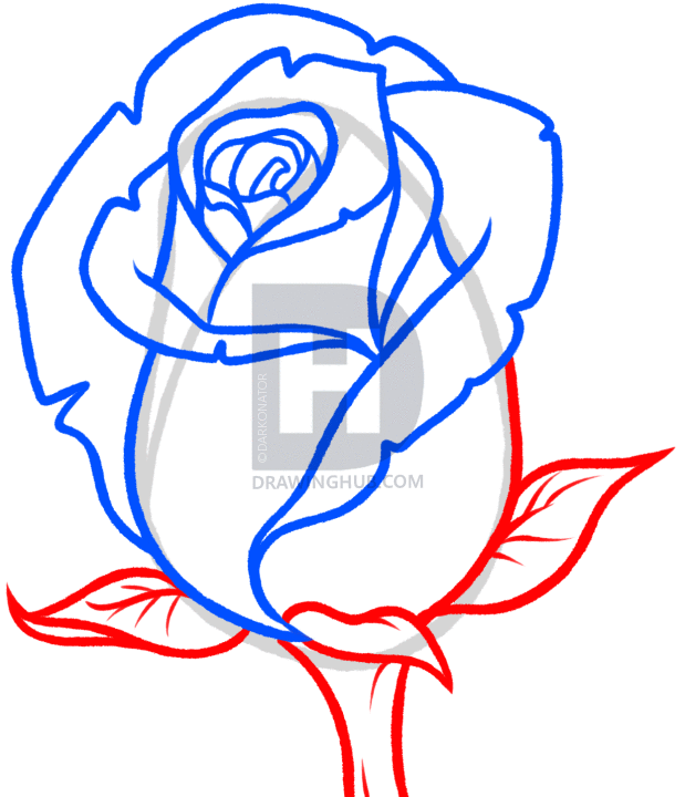 619x720 How To Draw A Rose Bud, Rose Bud, Step